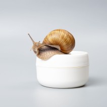 Protocollo Bava di Lumaca